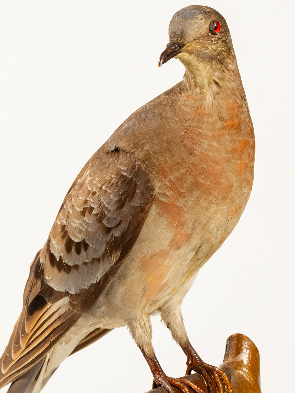 Passenger pigeon mount